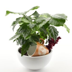 Araabia kohvipuu kausis + kohvitass