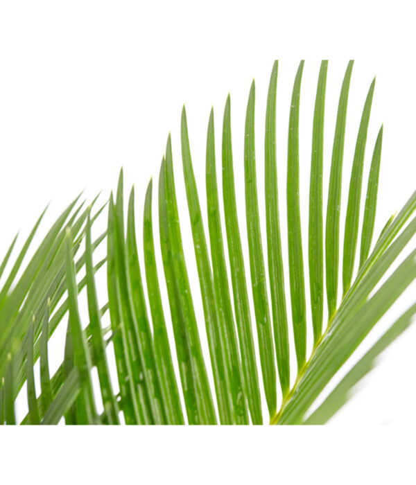 Rahu-palmlehik P24 50cm