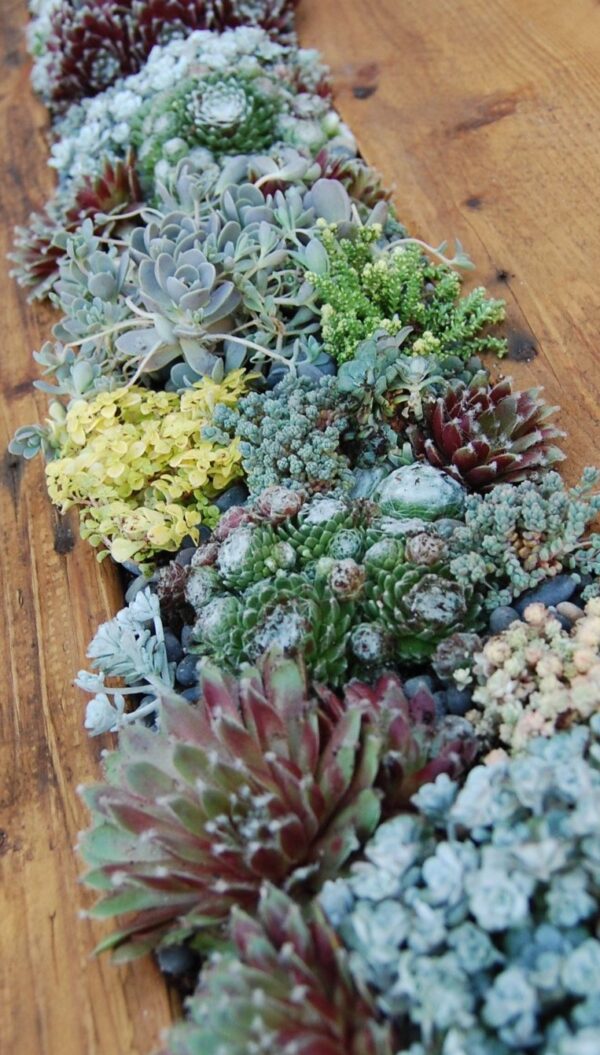 Mägisibul P12 erinevad Eestis kasvatatud