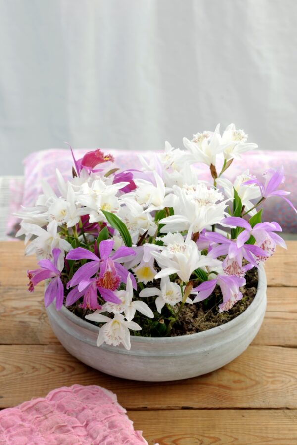 Virvekäpp aiaorhidee P12 erinevad