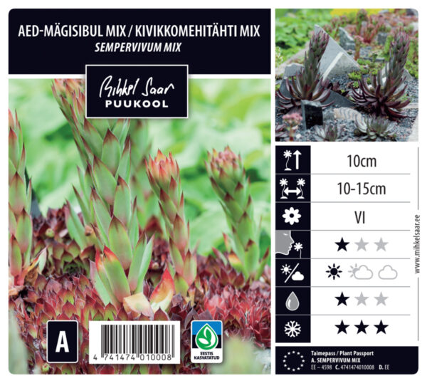 Mägisibul P12 erinevad Eestis kasvatatud