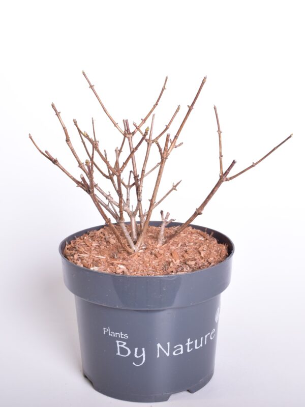 Aedhortensia 'Silver Dollar' C5/P23