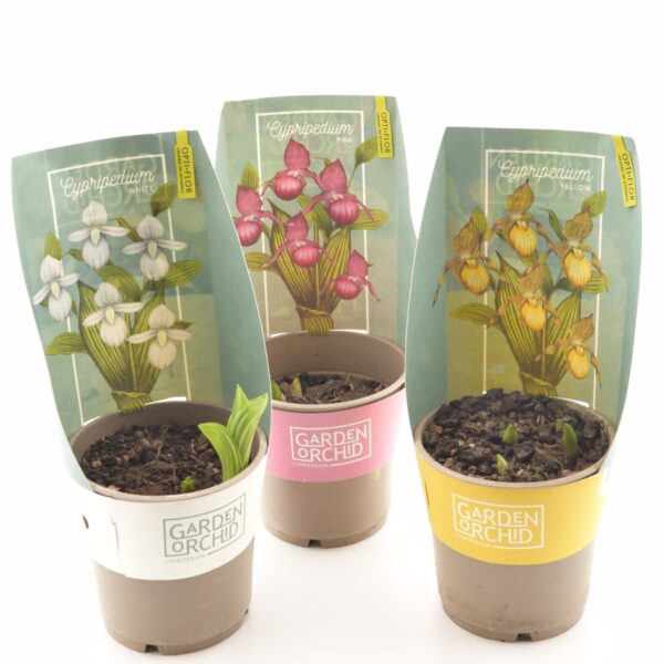 Kuldking aiaorhidee P12 erinevad