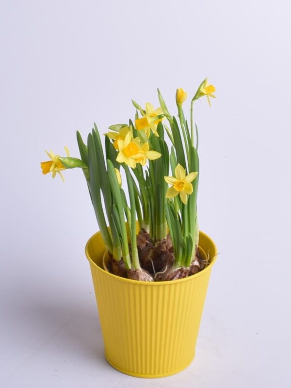 Nartsiss 'Tete a Tete' P12