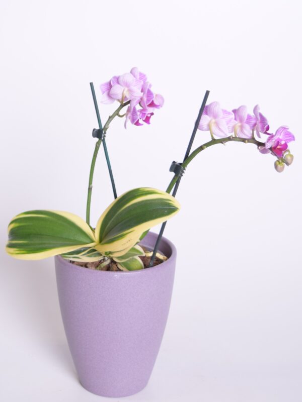 Kuuking Sogo Vivien 'Marginata' P11 40cm 2-3 õievart