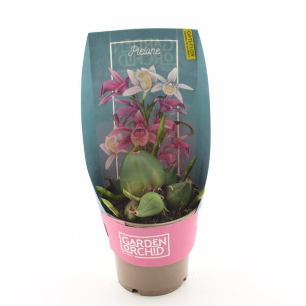 Virvekäpp aiaorhidee P12 erinevad