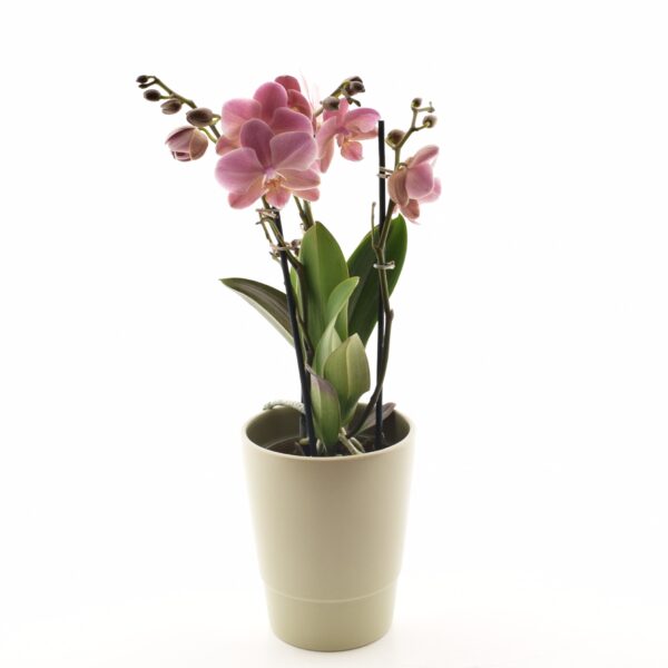 Kuuking 'Anthura Treviso' P12 2õievart