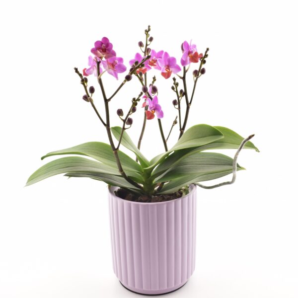 Kuuking 'Table Mystery' P12 2 õievart