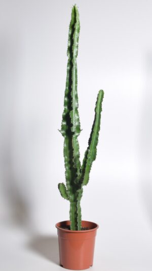 Kandelaaber-piimalill P24