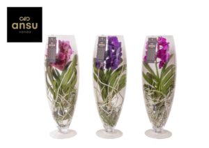 Vanda ‘Champagne’ klaasvaasis