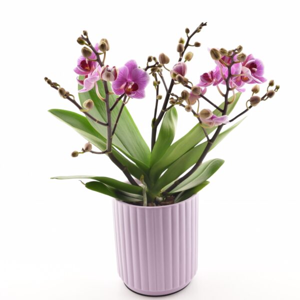 Kuuking 'Dazzling Diva' P12 3 õievart