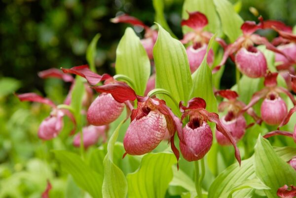 Kuldking aiaorhidee P12 erinevad