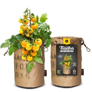 Tomat ‘Yellow Clementine’ kasvatuskotis