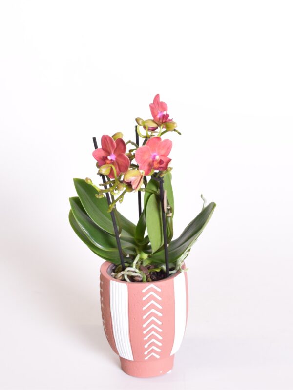 Kuuking 'Blossom Bliss' P12 3-4 õievart