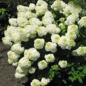 Aedhortensia ‘Silver Dollar’ C5/P23
