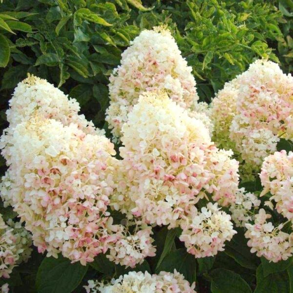 Aedhortensia 'Silver Dollar' C5/P23