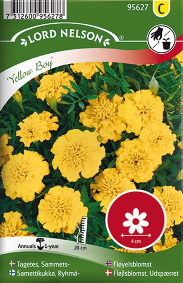 Madal peiulill 'Yellow Boy'