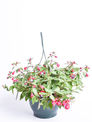 Fuksia P21 amplis
