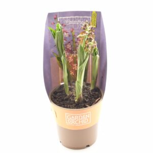 Mudikäpp aiaorhidee P12