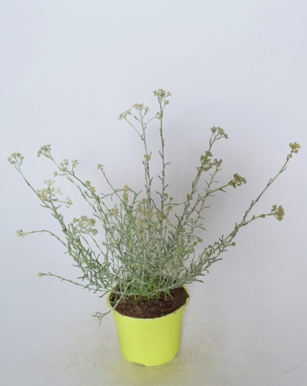 Ahtalehine käokuld (kääbuskarri) P12 Eestis kasvatatud