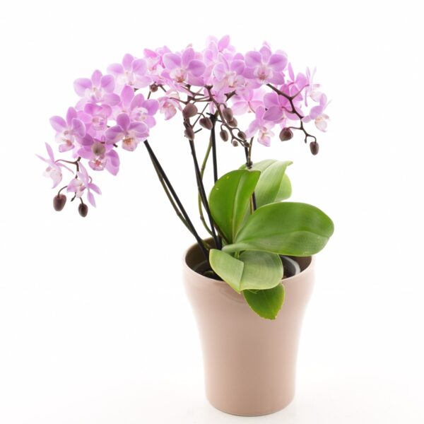 Kuuking 'Cotton Candy' P12 3 õievart