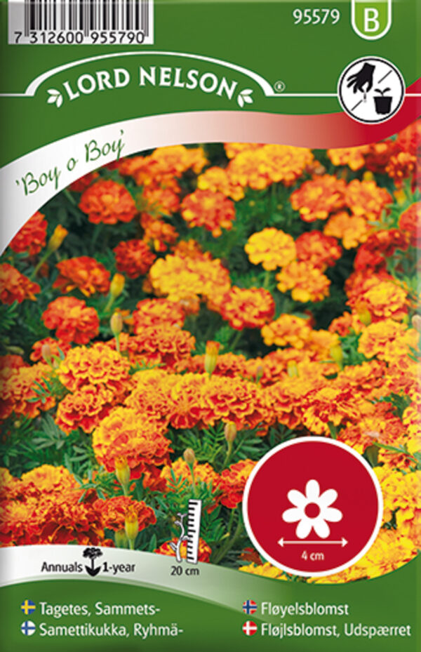 Madal peiulill 'Boy O'Boy'