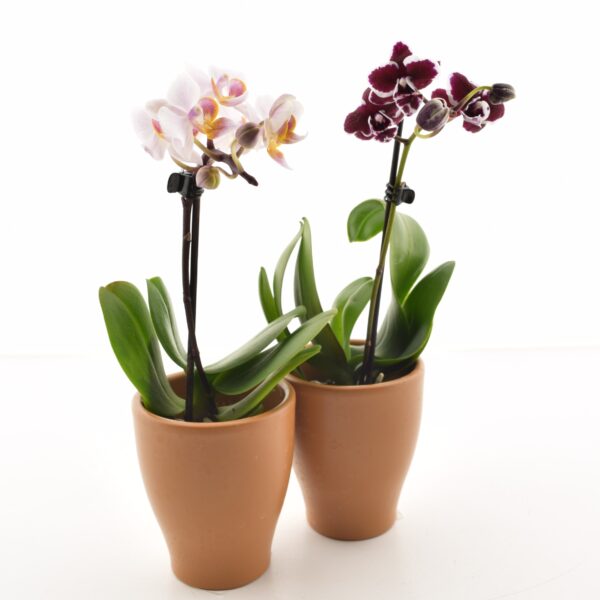 Kuuking P6 erinevad 1 õievars