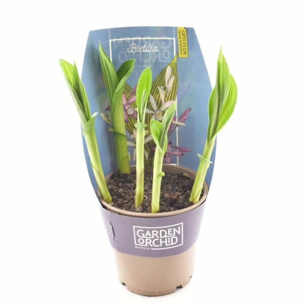 Harilik mikaadolill aiaorhidee P12