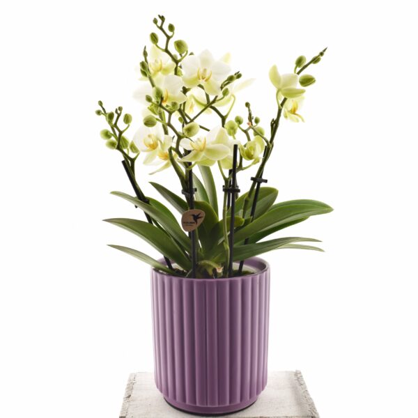 Kuuking 'Anthura Lausanne' P12 6 õievart