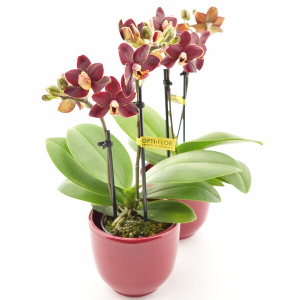 Kuuking 'Sweety Esmee' P7 2 õievart