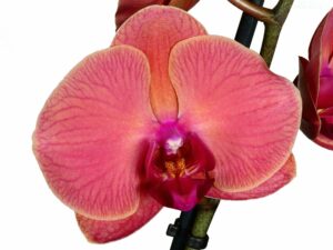 Kuuking ‘Asian Coral’ P12 2 õievart