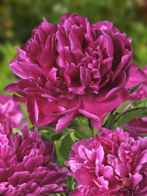 Pojeng 'Karl Rosenfield' P19 Eestis kasvatatud