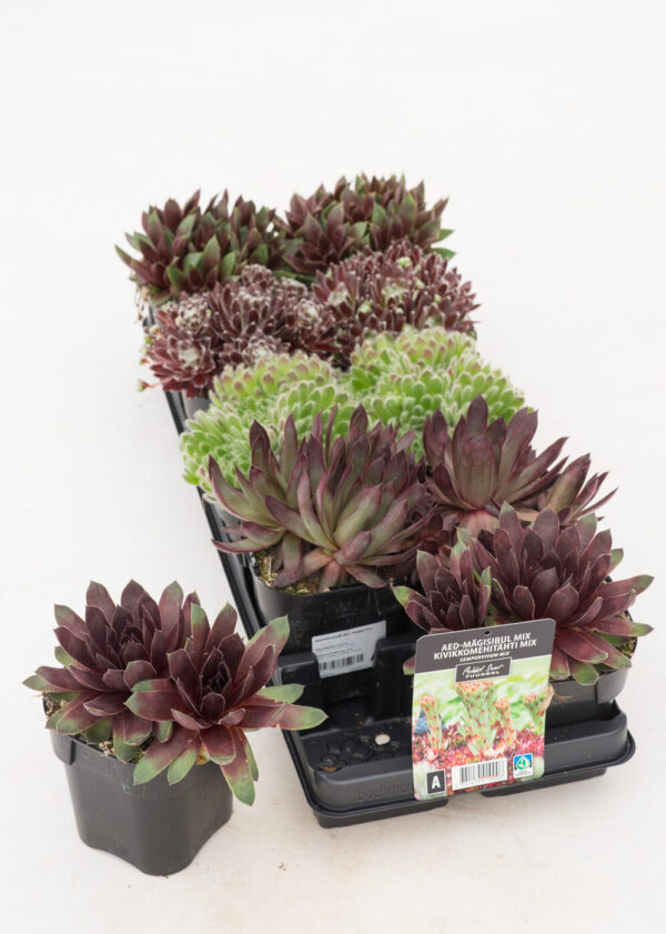 Mägisibul P12 erinevad Eestis kasvatatud