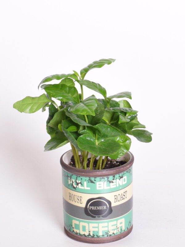 Araabia kohvipuu P9 ümbrispotis