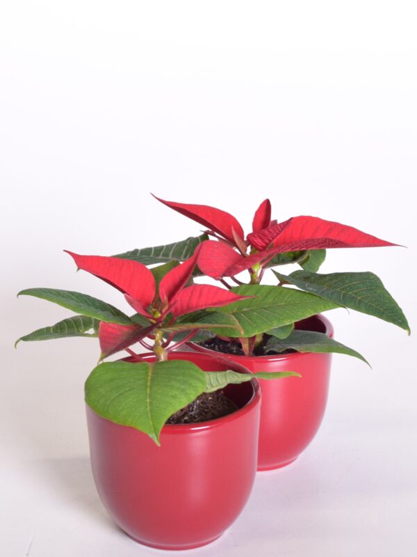 Jõulutäht P7 mini Eestis kasvatatud