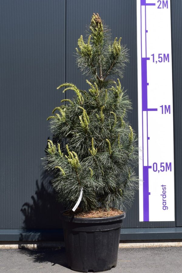 Läänemänd 'Ammerland' P38 80-90cm