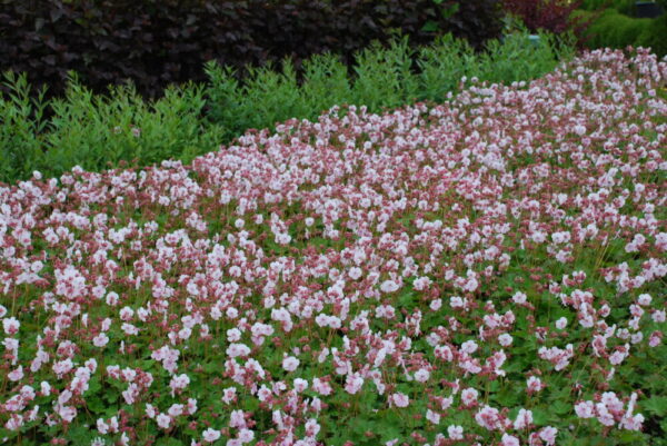 Viljatu kurereha 'Biokovo' P12 Eestis kasvatatud