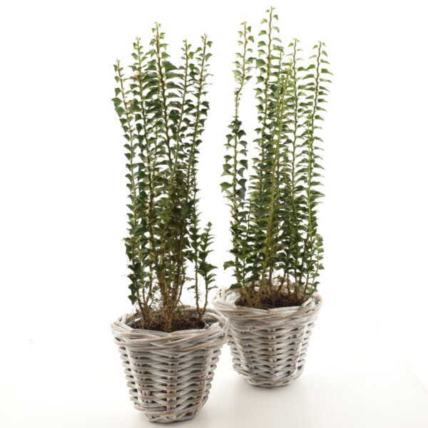 Harilik luuderohi 'Erecta' P13