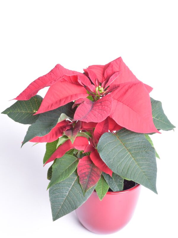 Jõulutäht P12 ekstra 1 õis Eestis kasvatatud