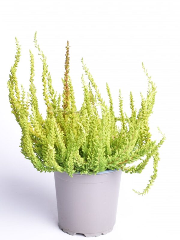 Kanarbik P11/P12 erinevad