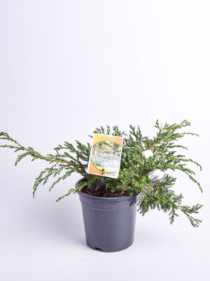 Kirju kadakas ‘Blue Carpet P19 30-40cm