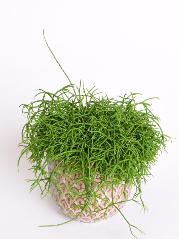 Helmekaktus P12 erinevad