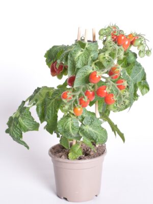 Ploomtomat Pick&Joy P14