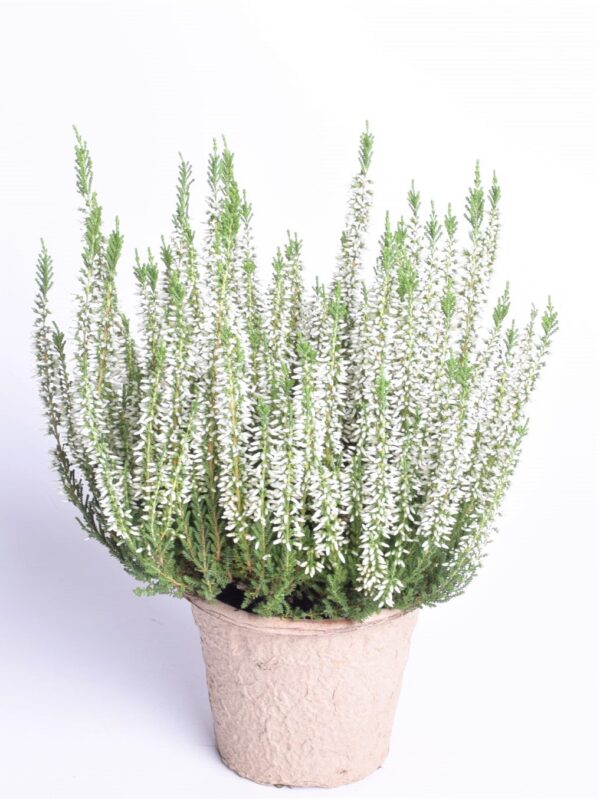 Kanarbik P12 biolagunevas potis