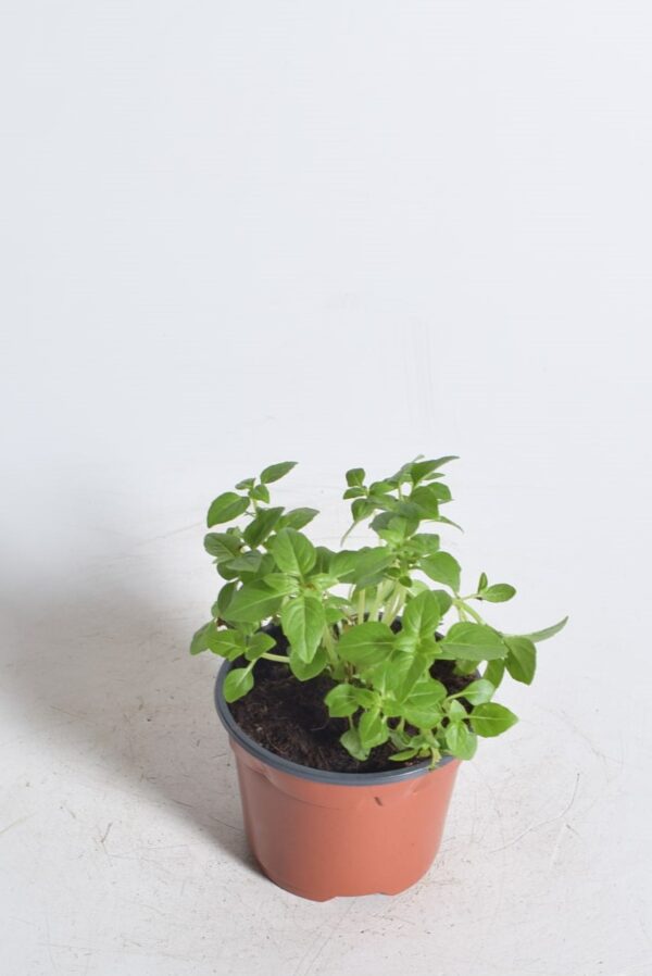 Põõsasbasiilik P9 MAHE Eestis kasvatatud