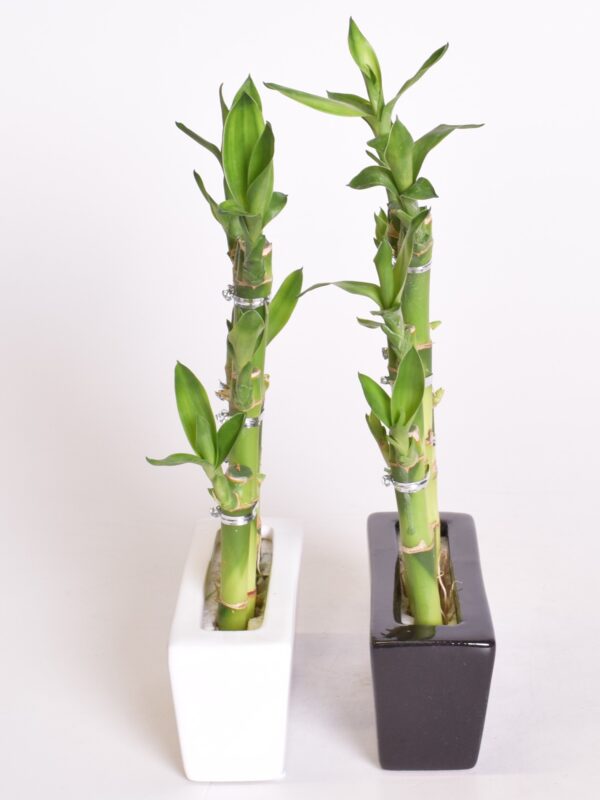 Sanderi draakonipuu "õnnebambus" ümbrispotis kandiline