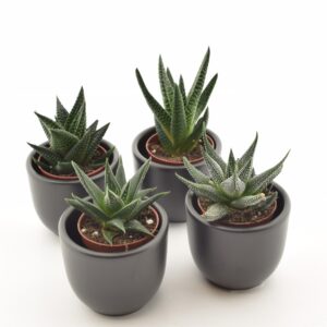 Havortia P5,5 erinevad