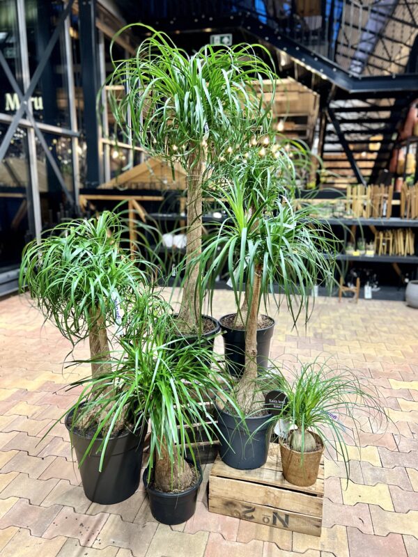 Käändnoliina (bokarna) P27 70cm 1 tüvi