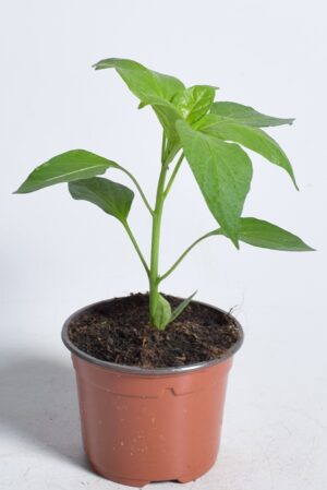 Magus paprika ‘Orange Horizon’ P10,5 MAHE Eestis kasvatatud