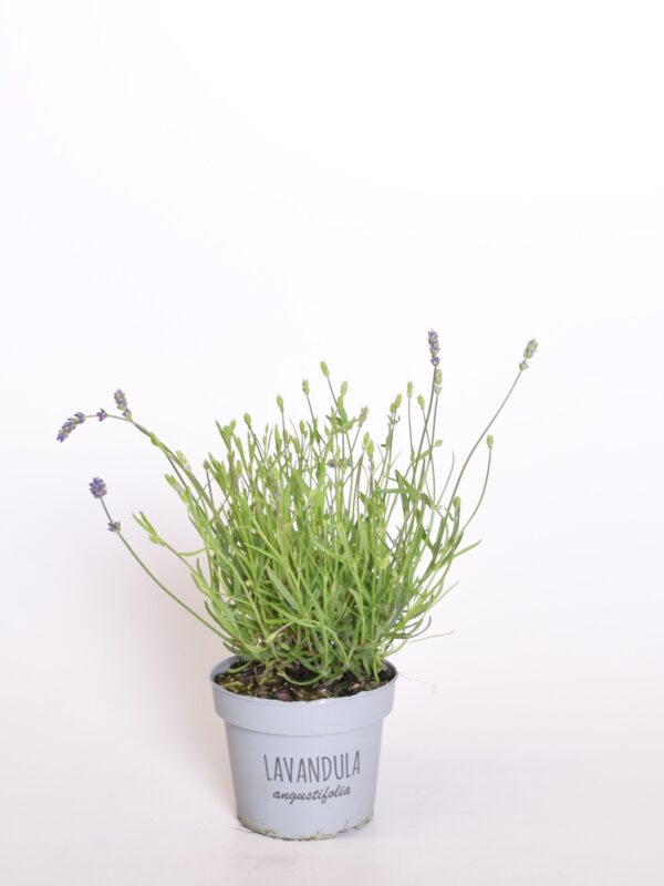 Tähklavendel 'Essence Purple' P12